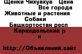 Щенки Чихуахуа › Цена ­ 12000-15000 - Все города Животные и растения » Собаки   . Башкортостан респ.,Караидельский р-н